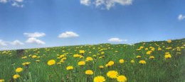 photo of a field with lots of dandelion flowers