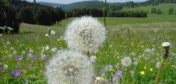 photo of a field with lots of dandelion flowers